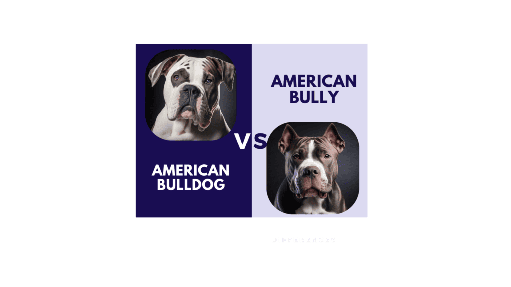 American Bulldog Vs American Bully Banner shot