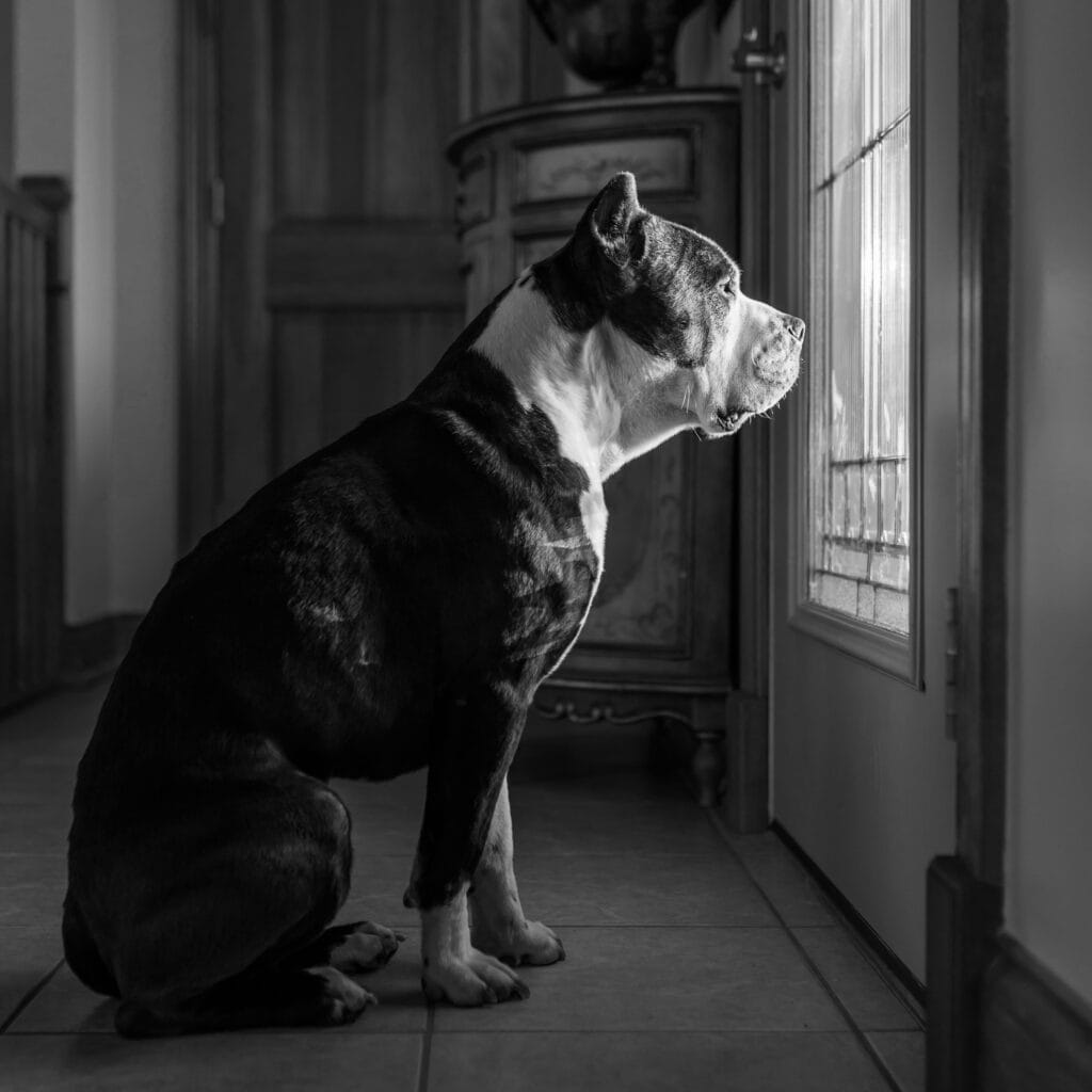 American Bully starting out the window