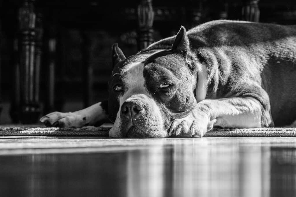 American Bully resting