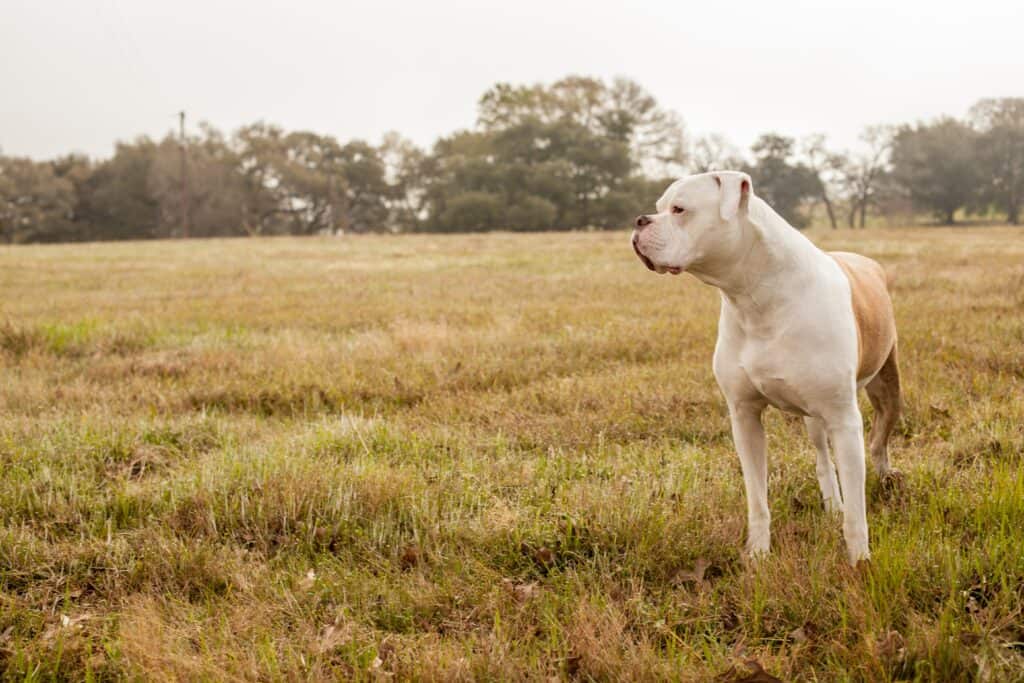 American Bulldog in a field