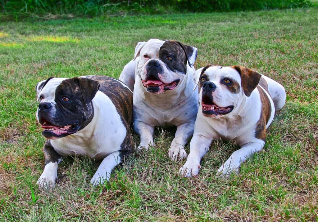 american bulldogs, 3 dogs, dogs laying down