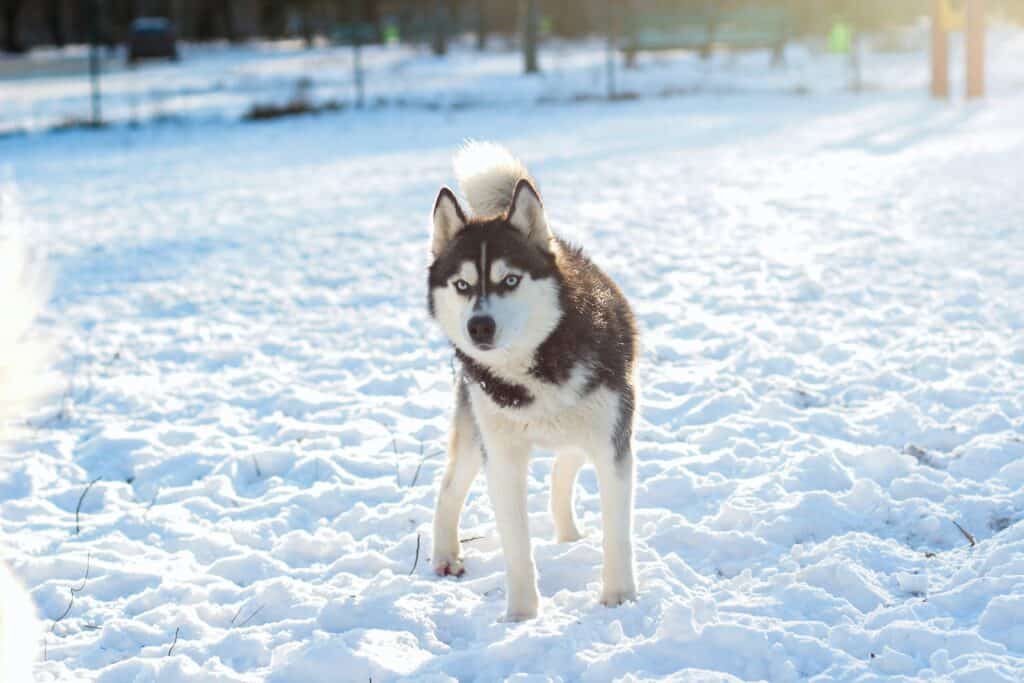 A siberian husky on ice