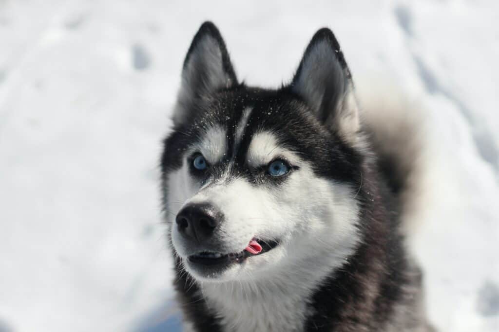 A siberian husky biting its tongue