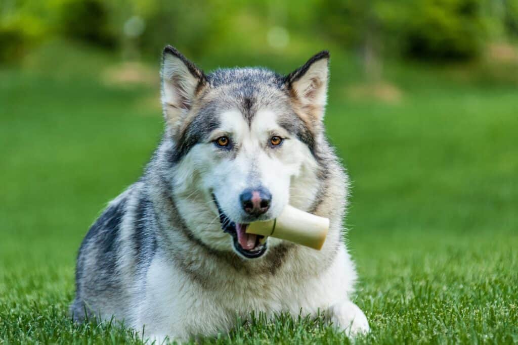 Alaskan Malamute chewing a toy