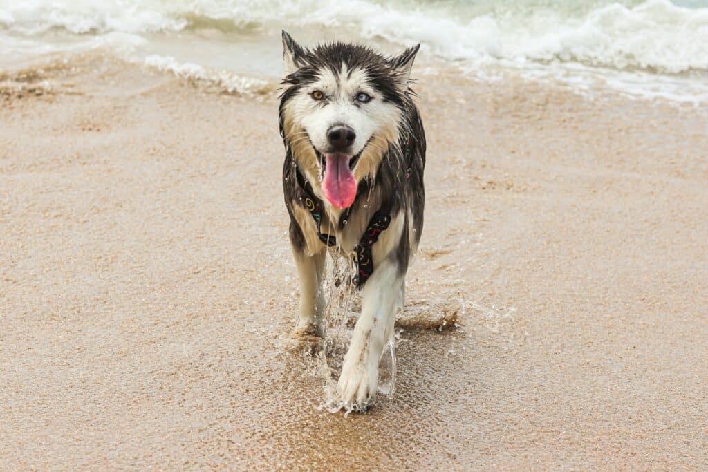 Wet Alaskan Malamute coming out of the water