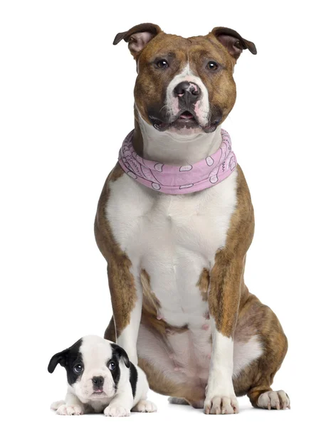 American Staffordshire Bulldog Sitting