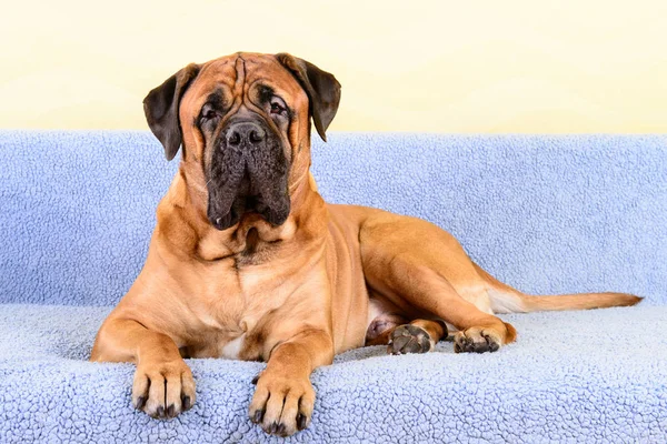 Bullmastiff Sitting on a Couch