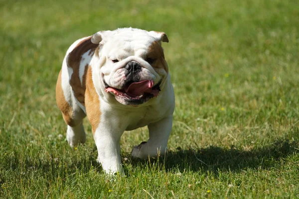 English Bulldog Running