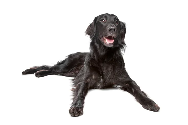 Flat-Coated Retriever Lying Down Looking Up Falt