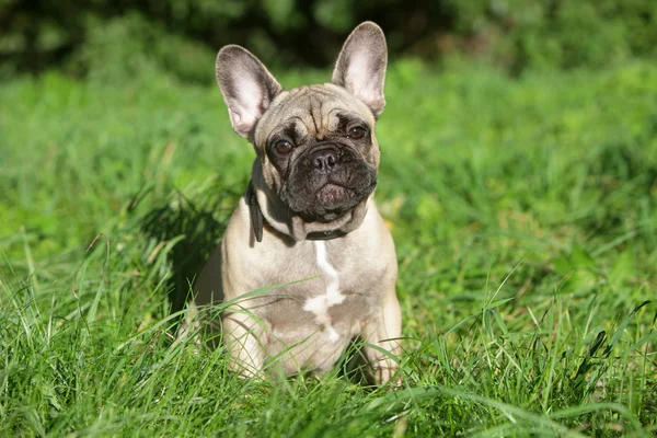 French Bulldog Puppy Sitting Down on a Lawn