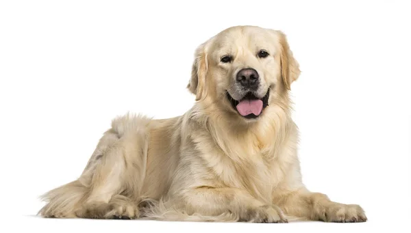 Golden Retriever Lying Down Adult Dog