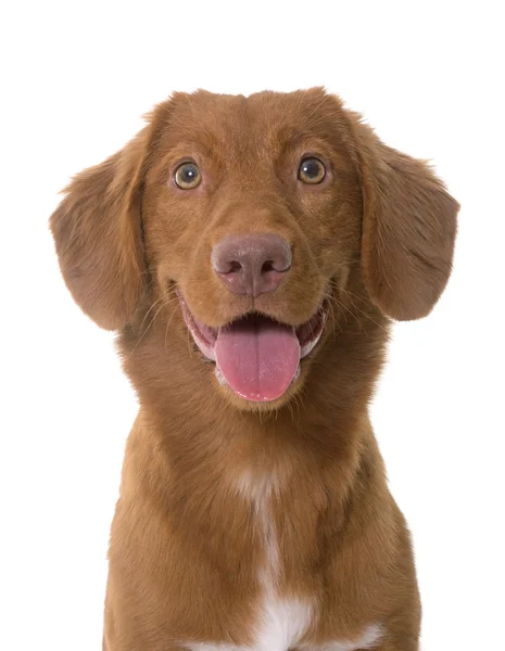 Nova Scotia Duck Tolling Retriever Tongue Out Face Close Up