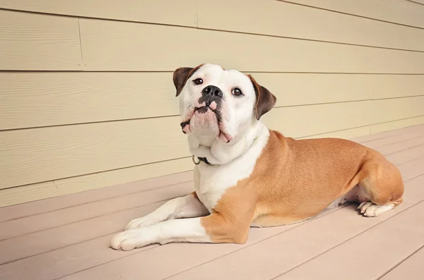 Olde English Bulldogge Lying Down on Wooden Planks