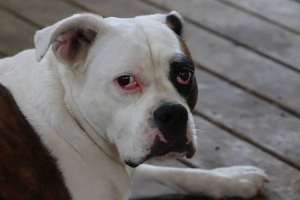 Victorian Bulldog Out on a Patio