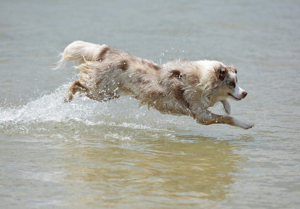 australian shepherd running through water