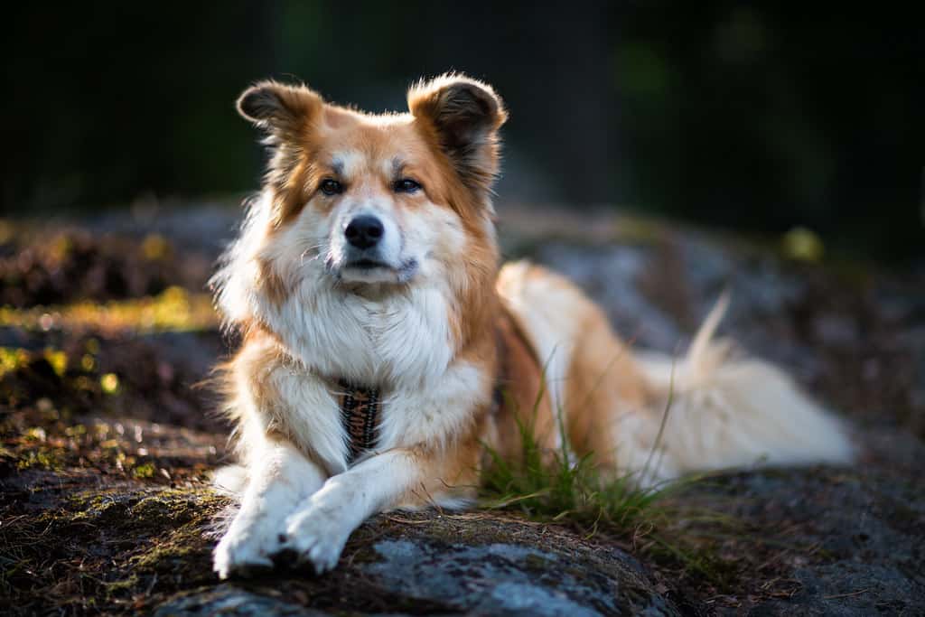 icelandic sheepdog, posing on the rock