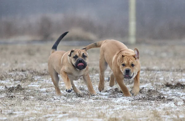 Ca de Bou (Mallorquin Bulldog) Dogs Running