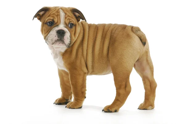 Campeiro Bulldog Puppy Standing Looking Back