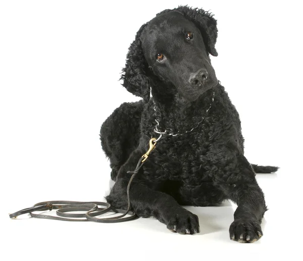 Curly-Coated Retriever Black Dog with a Leash and Collar