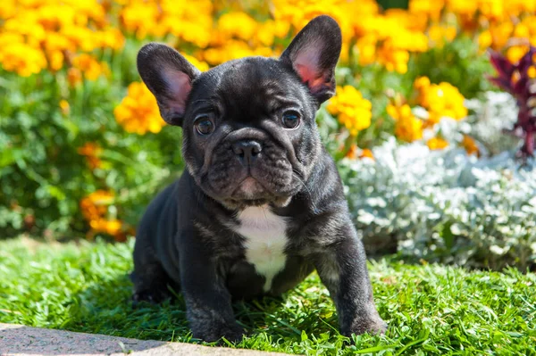 French Bulldog Black Puppy with Flowers Behind