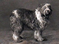 Old English Sheepdog standing