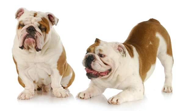 The Australian Bulldog: A Robust and Loyal Breed — Discover all you ...