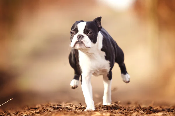 Boston Bulldog (Boston Terrier) Running