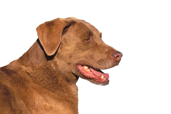 Chesapeake Bay Retriever Close Up Side-Angle Photo Adult