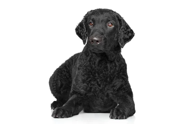 Curly-Coated Retriever Black Dog Lying Down Side-Angle