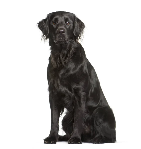 Flat-Coated Retriever Sitting Down Looking Forward