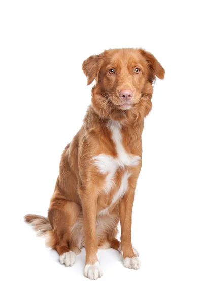 Nova Scotia Duck Tolling Retriever Adult Sitting