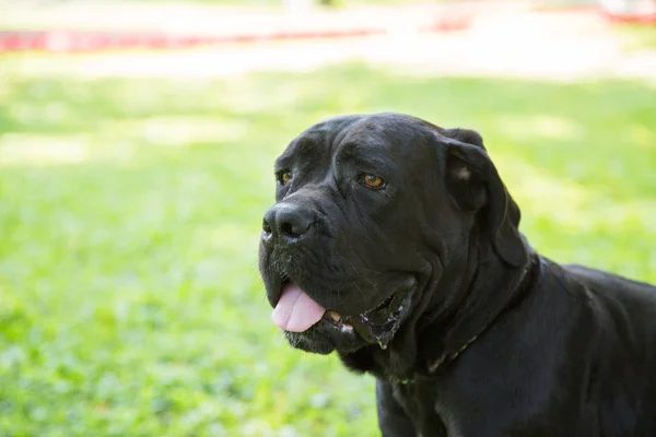 Renascence Bulldog Mouth Open Standing on a Field