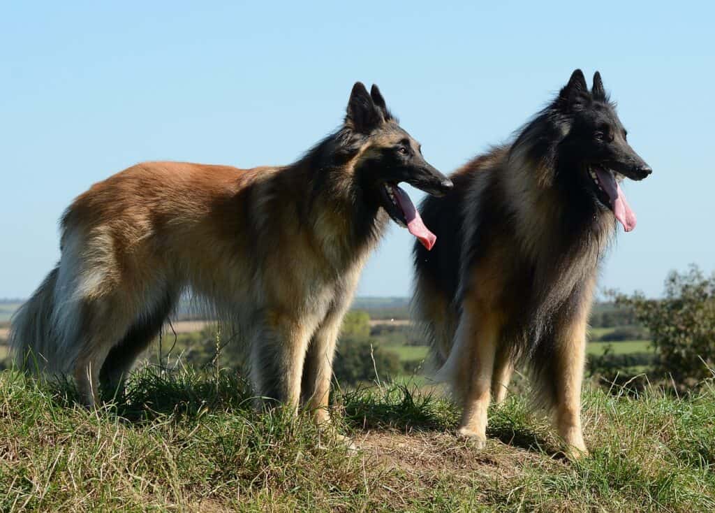 Belgian Tervurens out for a walk