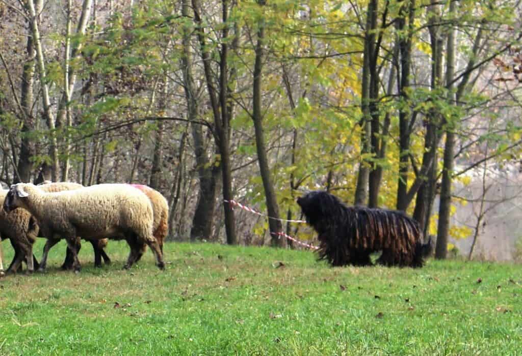 Bergamasco Shepherd in the feild