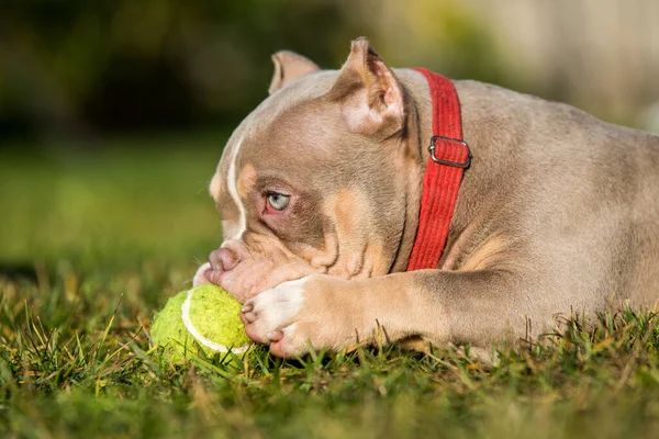 American Bully Puppy Playing with a Ball