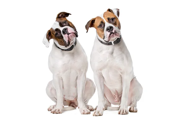 Johnson Bulldog (Johnson American Bulldog) Dogs Tilting Head