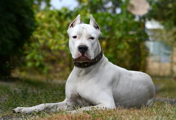 Cordoba Fighting Dog Lying Down on a Grassy Field Near a Fence