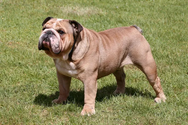 Victorian Bulldog Puppy