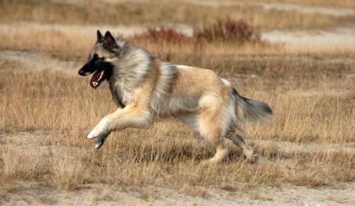 Belgian Tervuren running through a feild