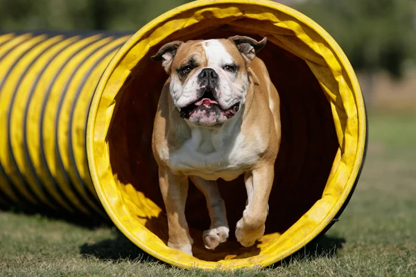 Continental Bulldog Running Out from a Tunnel