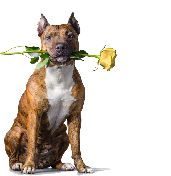 Spanish Bulldog (Alano Español) with Flower in Mouth