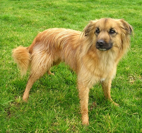 Pyrenean Shepherd standing on a lawn