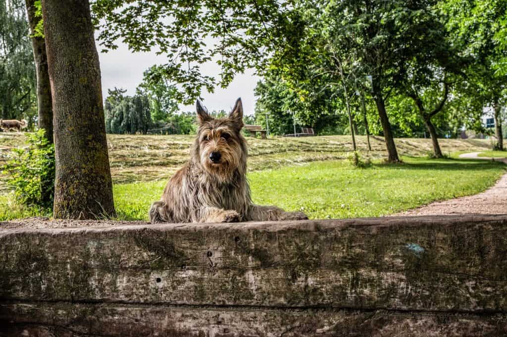 Berger Picards in a park