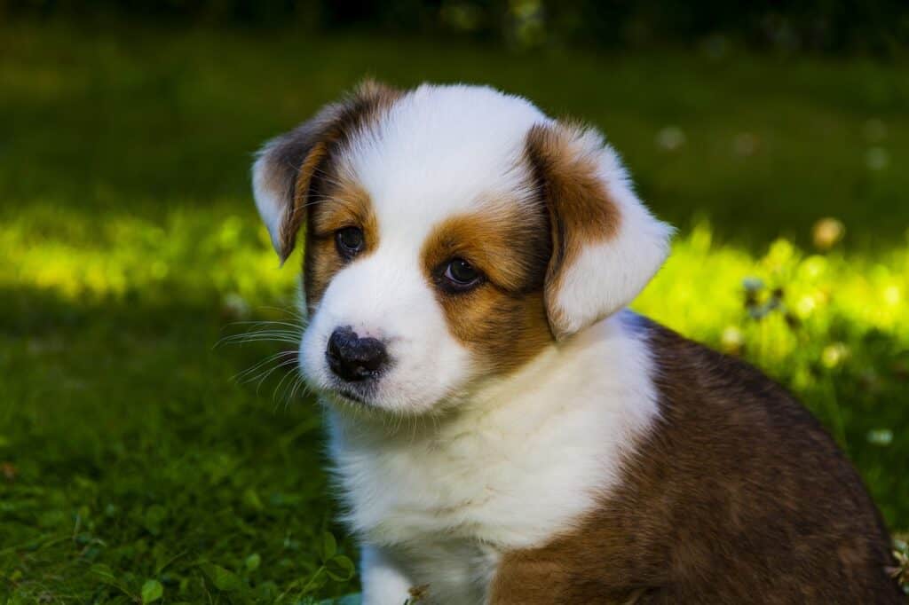 welsh corgi cardigan, dog, puppy