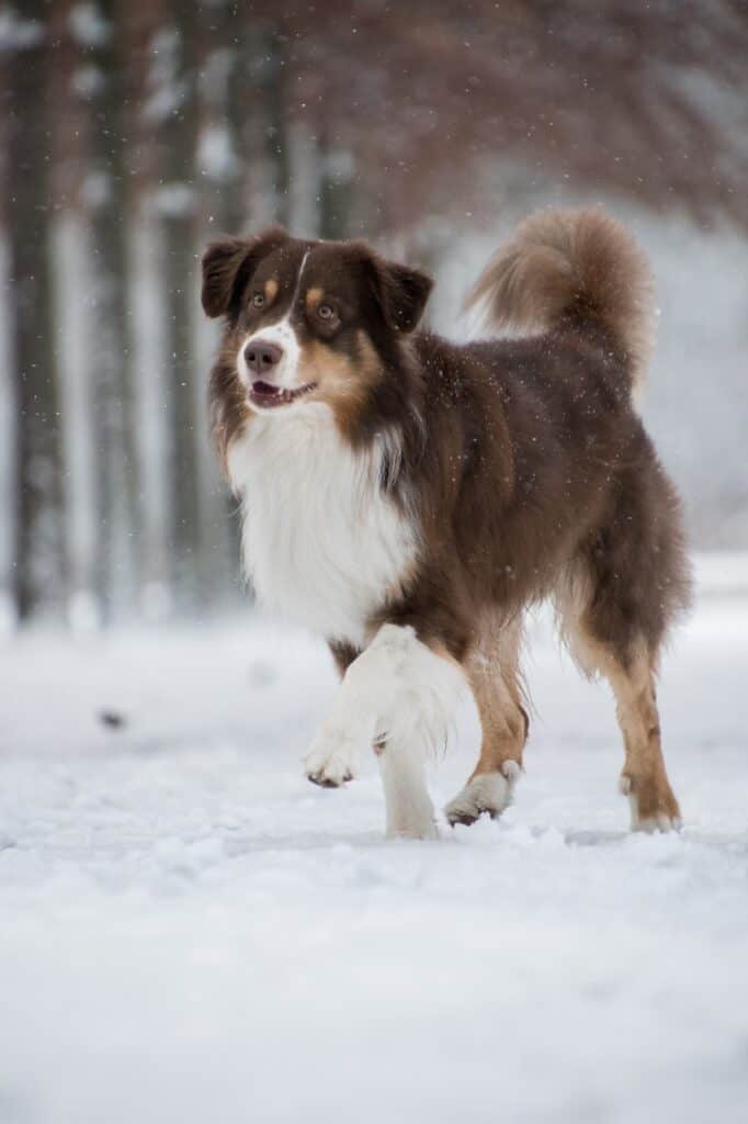 australian shepherd, dog, snow