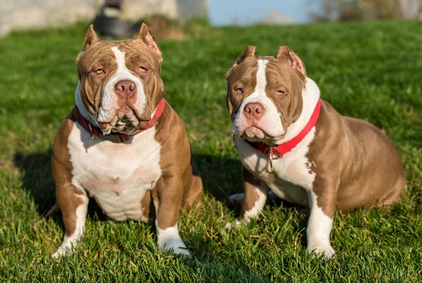 American Bully Dogs Sitting on Grass