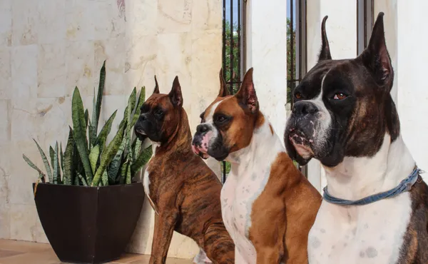 Boxer Dogs Lined Up