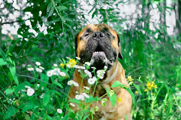 Bullmastiff in the Middle of Flower Bushes