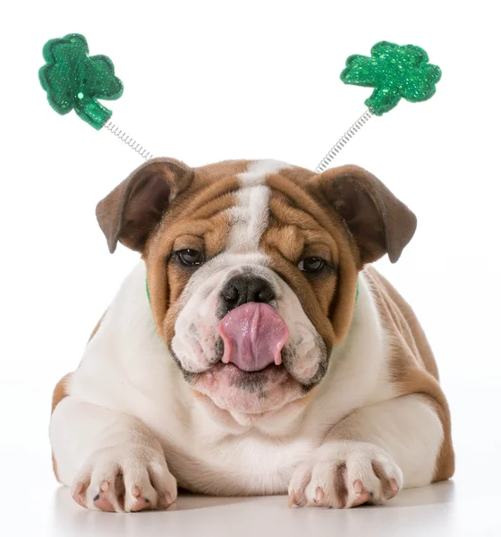 Irish Bulldog Puppy Licking Face