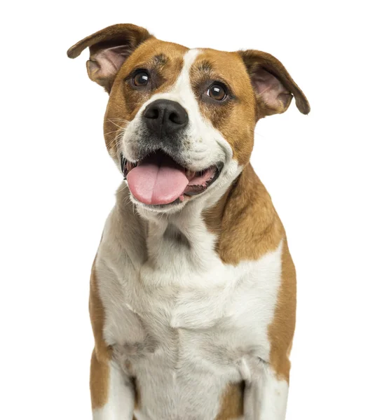 Johnson Bulldog (Johnson American Bulldog) Close Up with Mouth Open